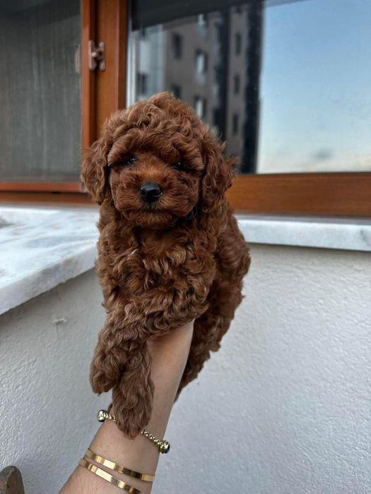 Дівчинка  той пудель, кучеряві кудрі