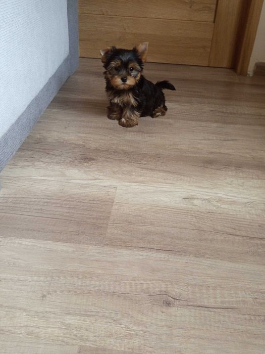 Yorkshire Terrier Zapraszam !