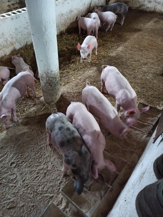 Продаємо поросят
