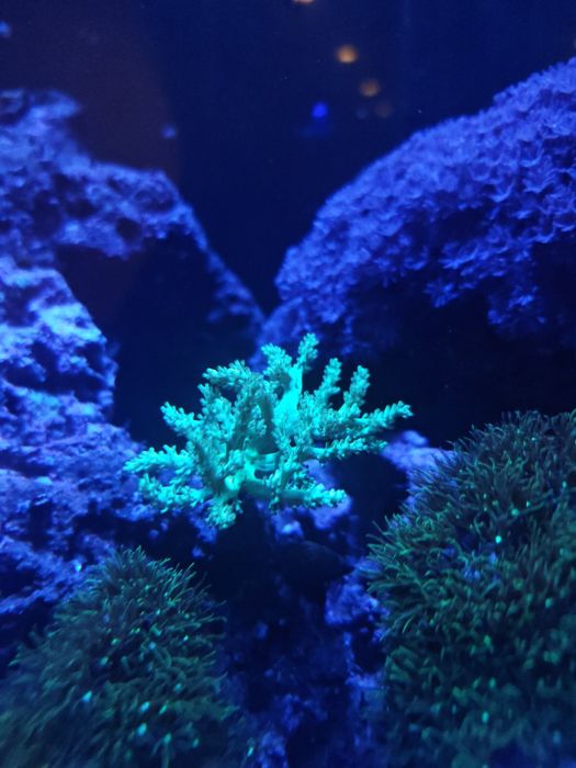 Kenya tree verde fluorescente