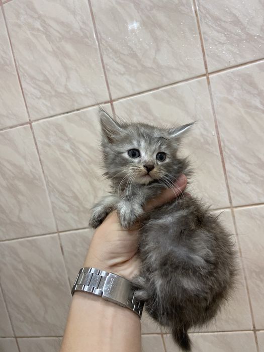 кошеня в добрі руки