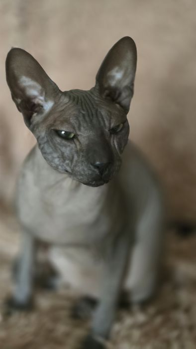 WCF DON Sphynx kotek