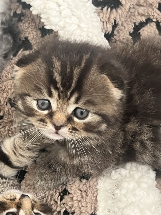 Чистокровные шотландские ( мама - прямые ушки, папа вислоухий)