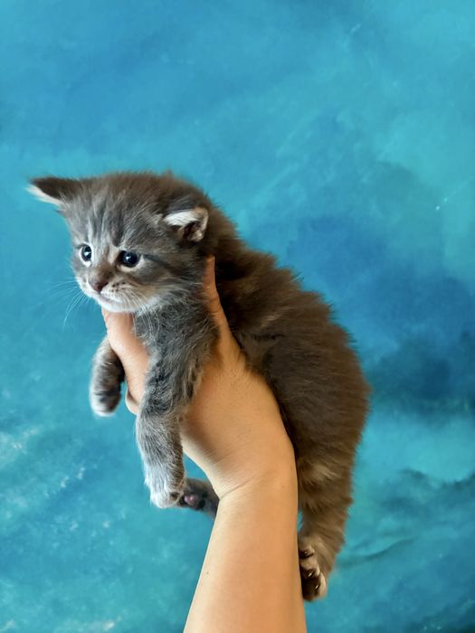 Kocurek niebieski srebrzysty Maine Coon do hodowli