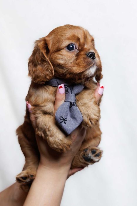 Cavalier King Charles Spaniel - Chłopczyk ruby
