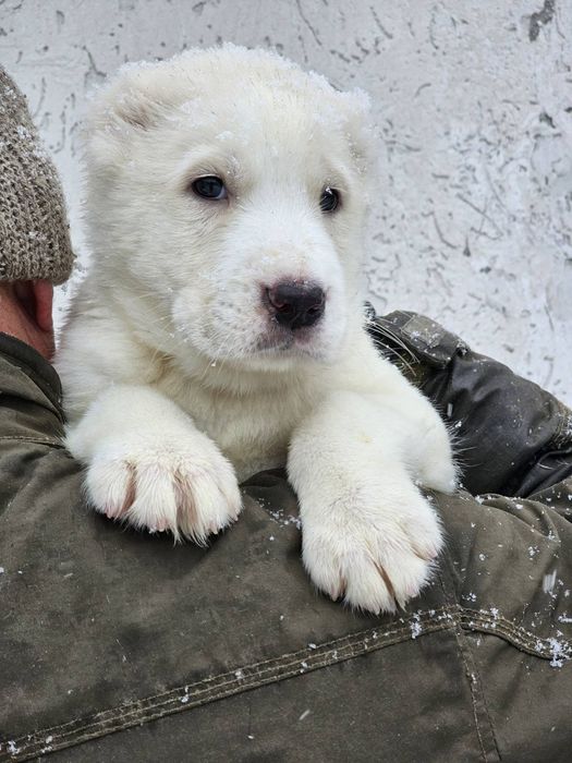 Щенки Азиаты мальчики и девочки