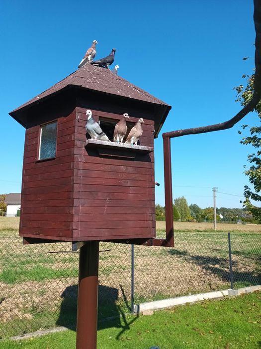 Młode gołębie rollery angielskie