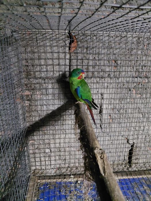 Periquito  swift