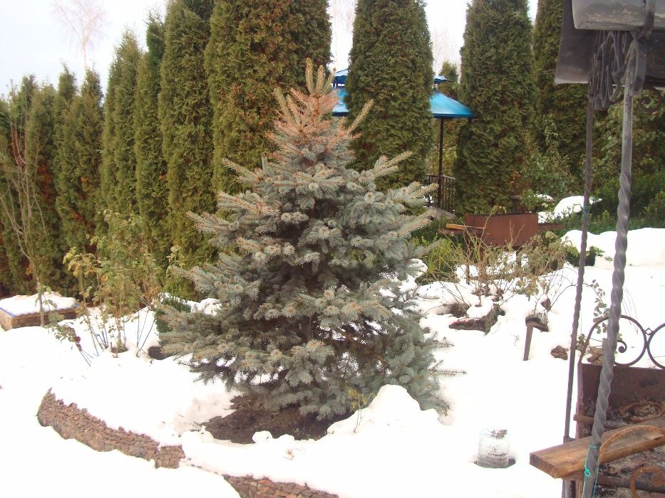 Продам красиві живі голубі ялинки, туї, для пересадки