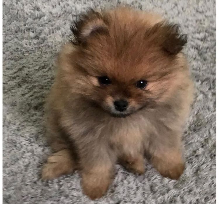 Spitz / lulu pomerânia