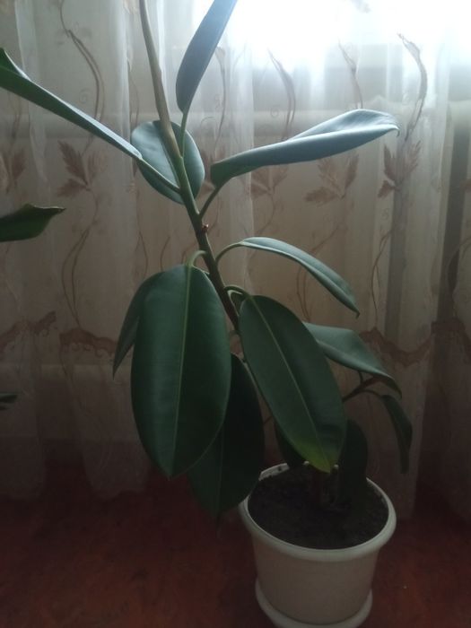 продам фікус в горшку