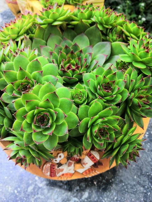 Кам'яна роза  молодило