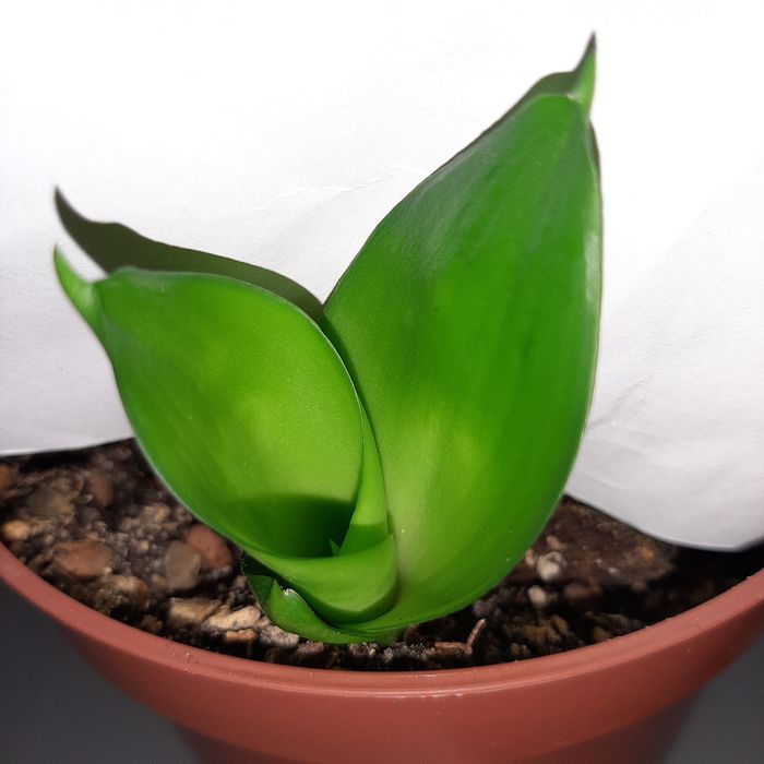 Black dragon,  black dragon