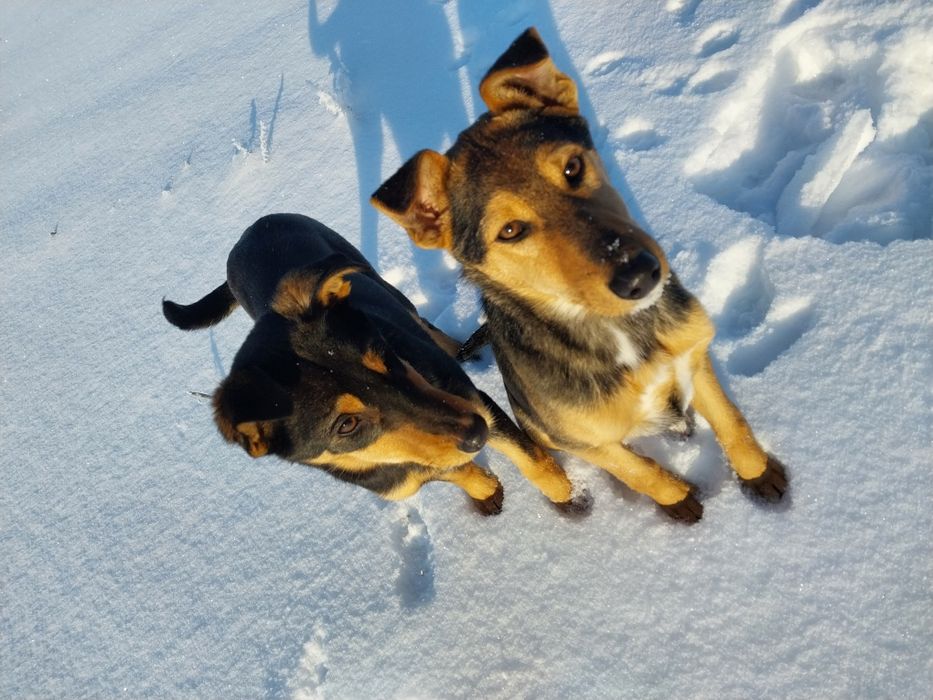 Шукаємо сім'ю найкращому песику другу