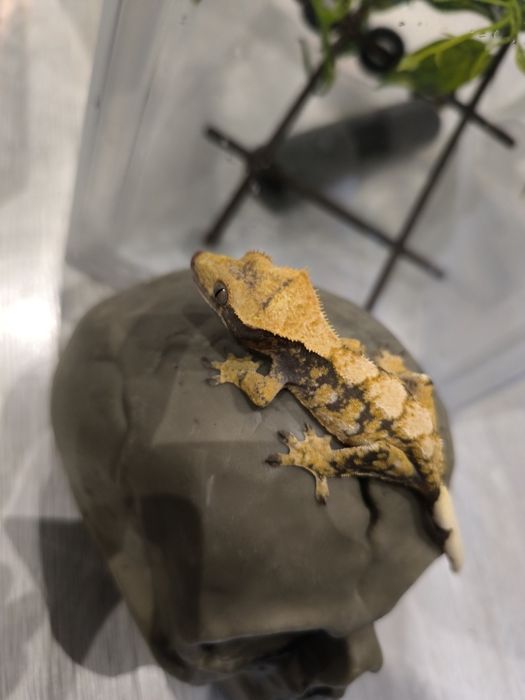 Gekon orzęsiony samiec