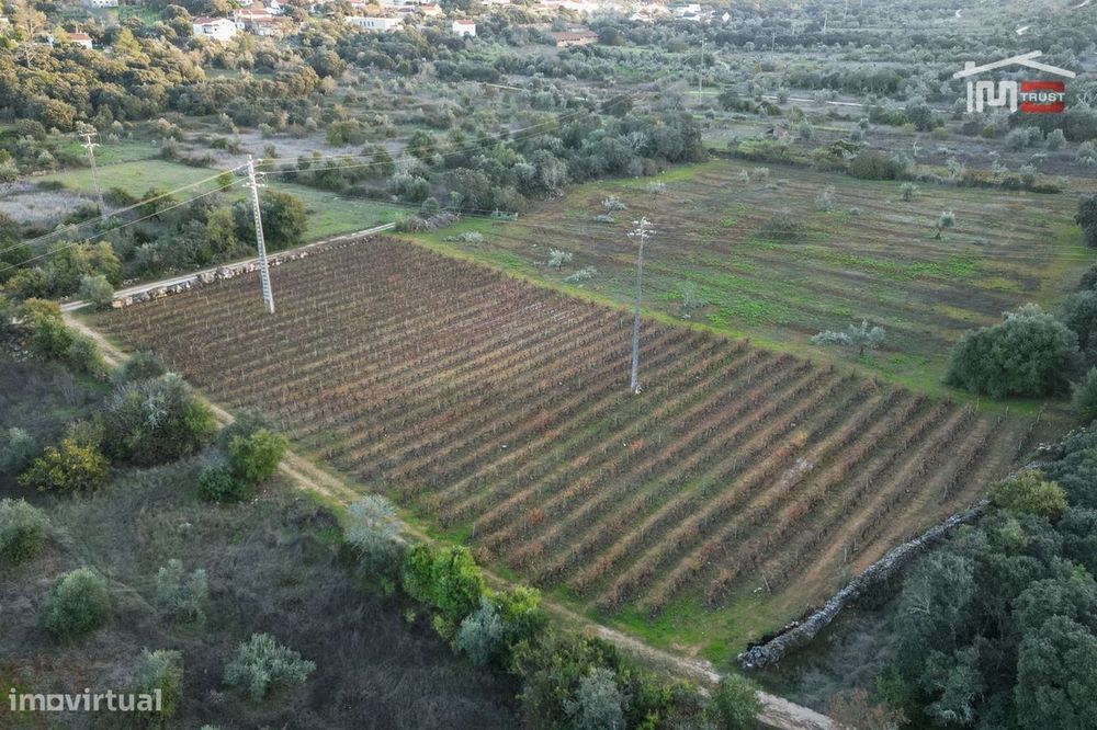 Vinha Para Arrendar Com 1815 Cepas Varias Castas Em Sobral/Bairro O...