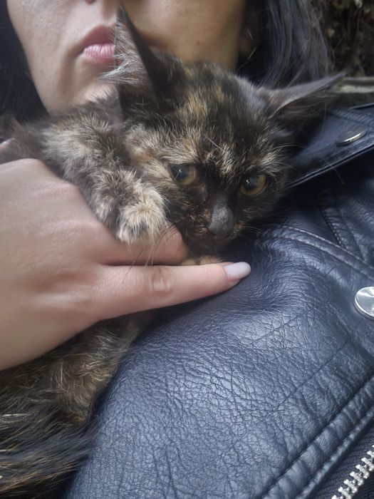 Кошеня дівчинка у добрі руки