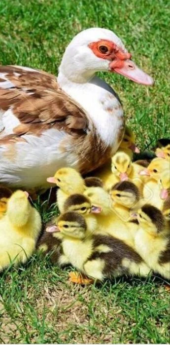 Продам  индоутят