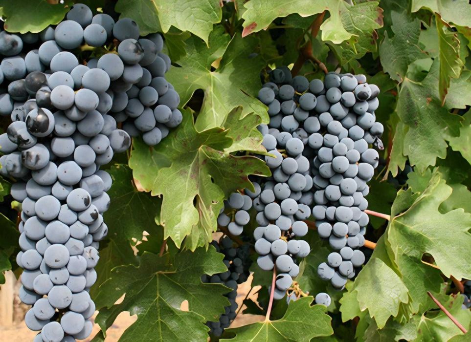 Vende-se uvas na zona de Moimenta da Beira