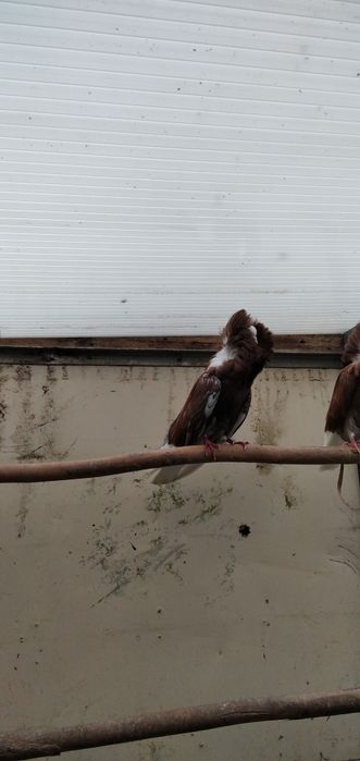 Macho jaconbine reprodutor