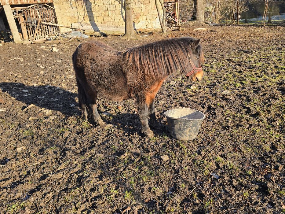 Kucyk klacz klaczka okazja