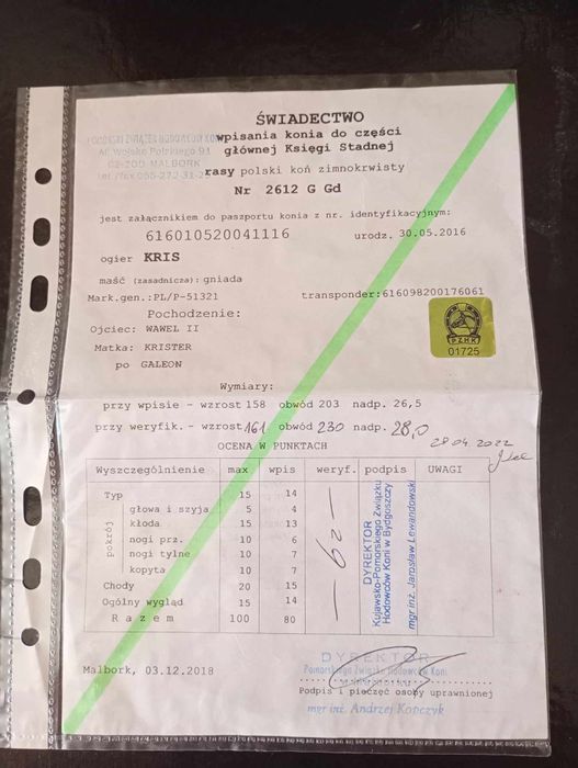 Sprzedam ogiera zimnokrwisty sztum programowy
