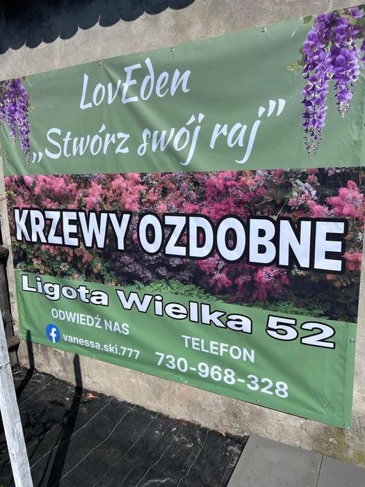 Hortensja na pniu
