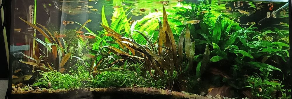 Pakiet roślin z przycinki