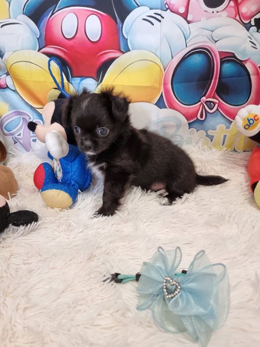 Chihuahua Macho de pêlo comprido c Pedigree e afixo