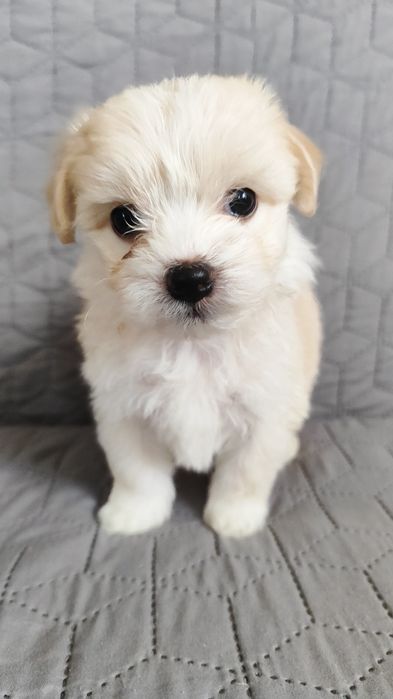 Чистокровні цуценята Мальтійської балонки.