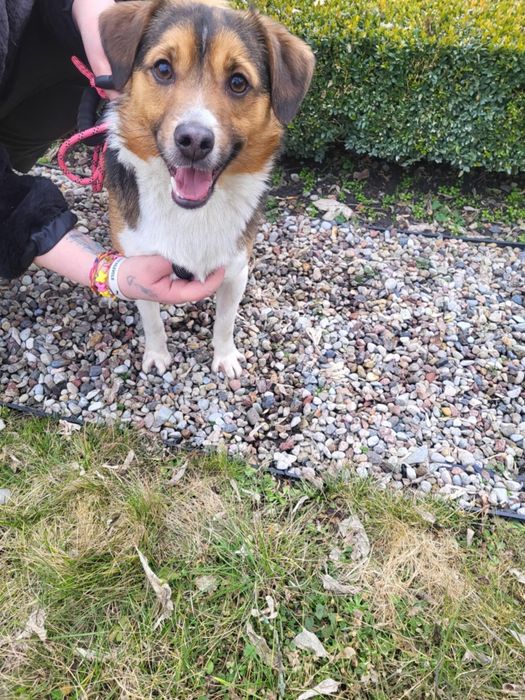 Mufasa szuka odpowiedzialnych ludzi