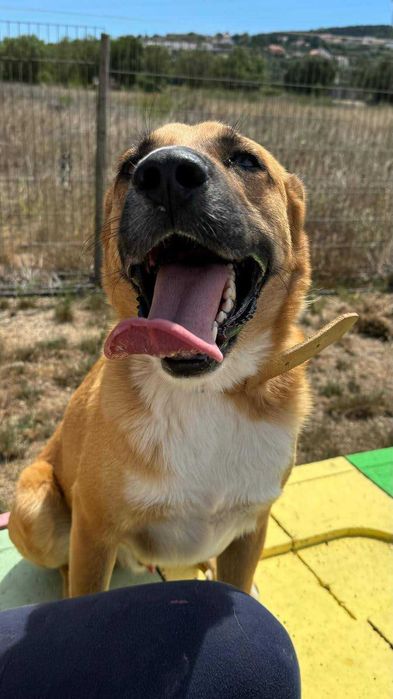 Perdido - cão médio grande para adoção