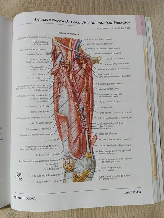 Atlas de Anatomia Humana – Frank H. Netter (3.ª edição)
