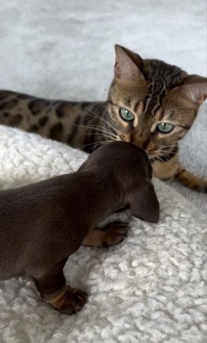 Такса щенки шоколадки