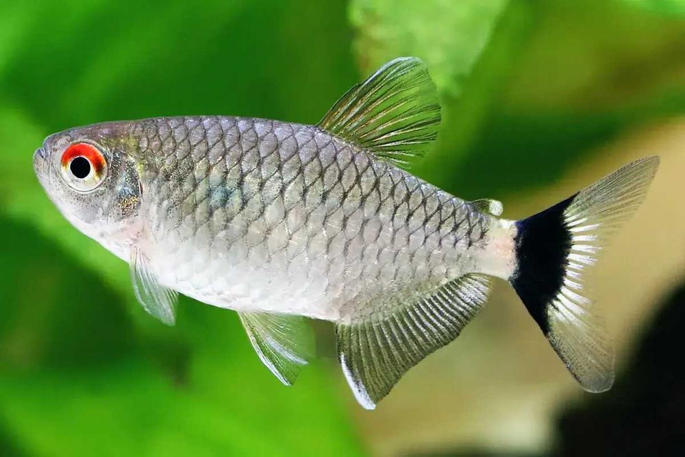 Tetra Santa Filomena
