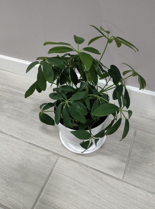 Шефлера, вазон, кімнатні рослини