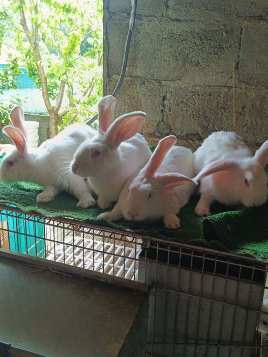 Coelhos nova Zelândia