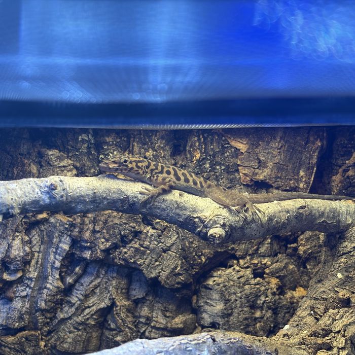 Jaszczurka Anolis sabanus parka
