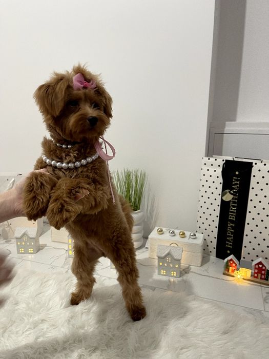 Помапу — Ніжна шерсть, велике серце