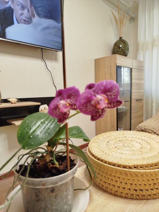 Орхідея ( фалінопсис)