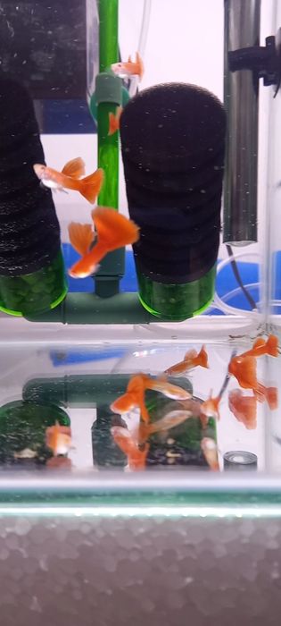 Guppys full red albino só machos