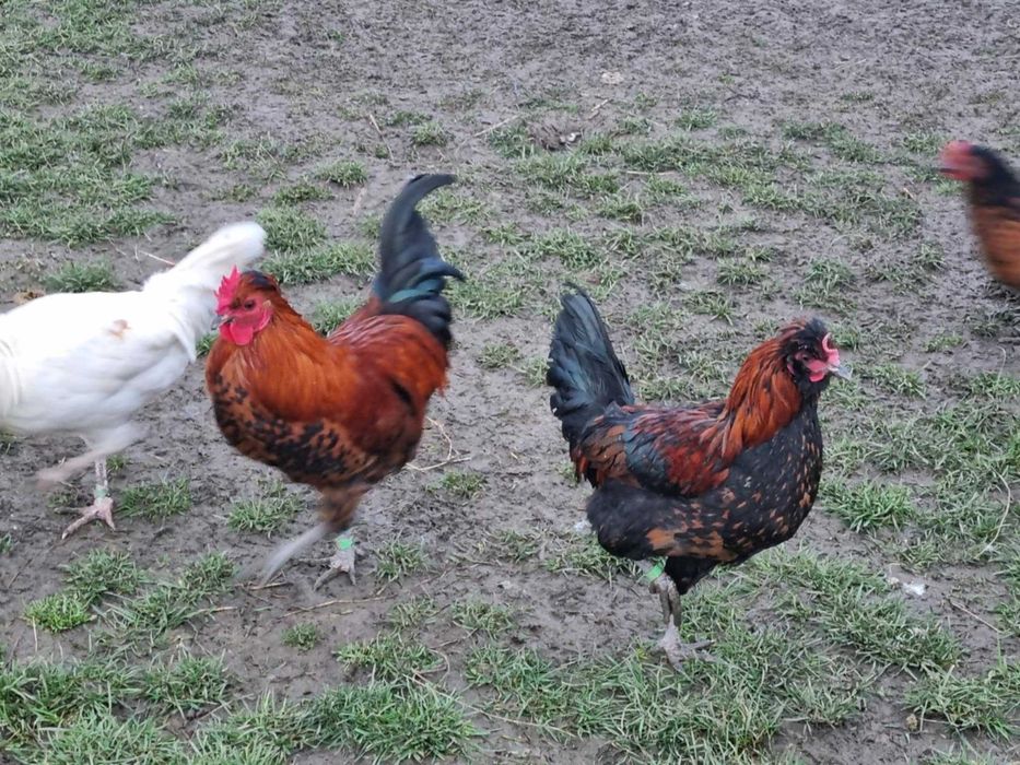 Sprzedam lub wymienie koguty liliputy  z czerwca