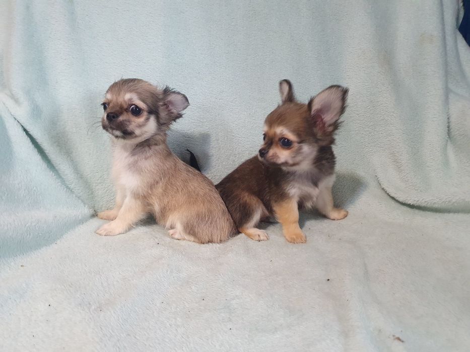 Соболя длинношерстные девочка и мальчишка