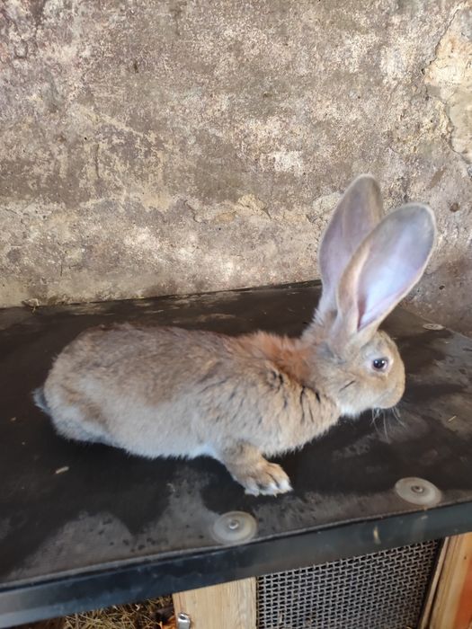Króliki olbrzymy Belgijskie