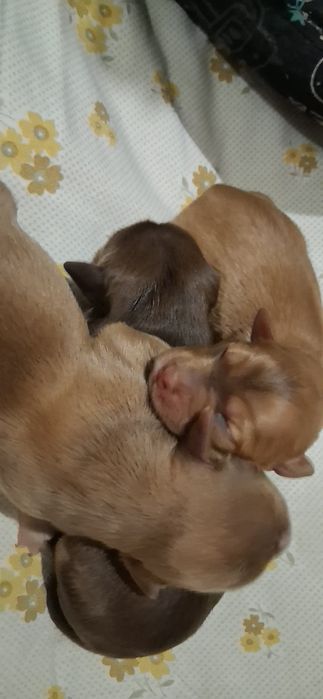 Cãozinhos para adoção responsável porte médio
