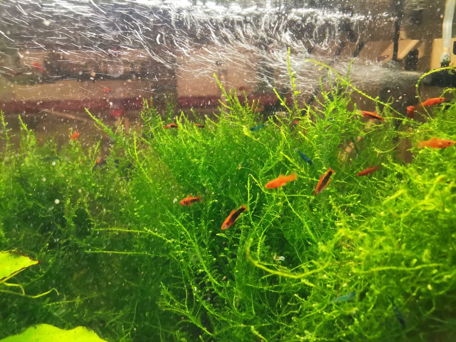 Mieczyki red i tuxedo red