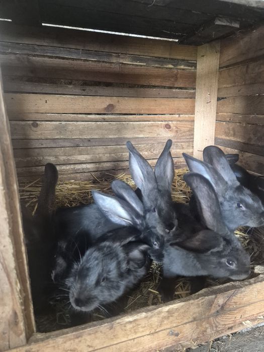 Sprzedam króliki Olbrzym Belgijski Czarny