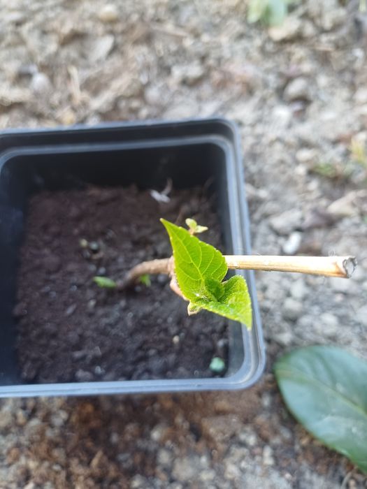 Sadzonki   roslin