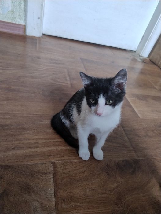 Кошки и котята девочки