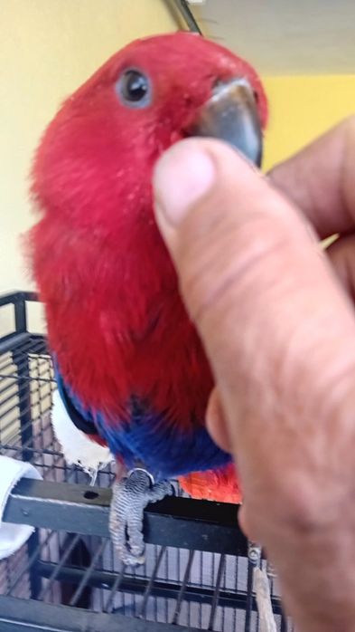 Aves criadas em cativeiro